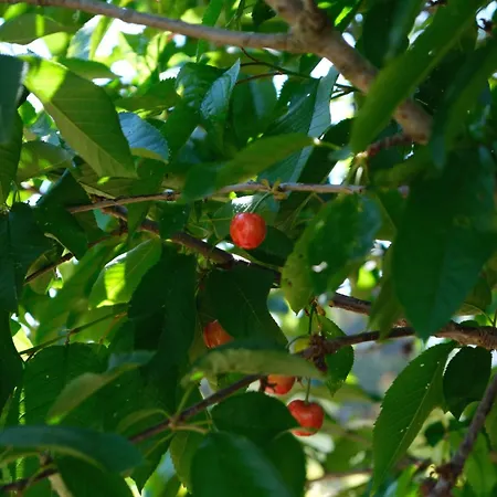 Prázdninový dům L'ametller, Emporda, Costa Brava Ordis